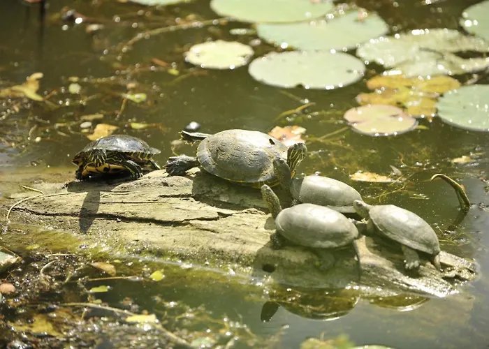 アパート No 902 Circului Park Tower