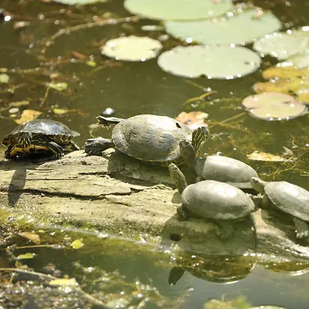 Apartament No 902 Circului Park Tower